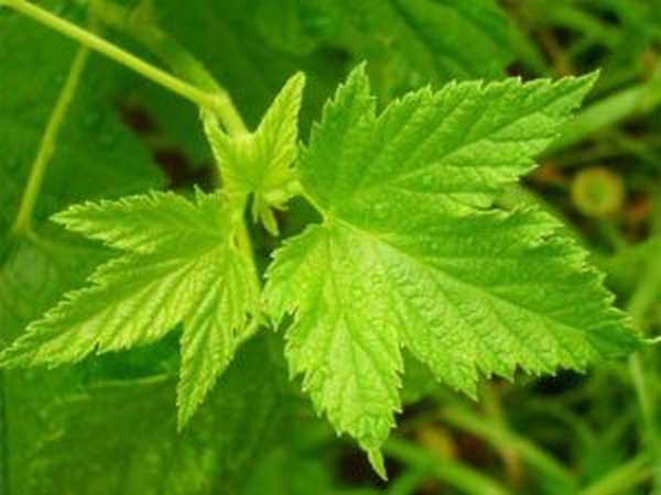 Листья смородины: полезные свойства и противопоказания