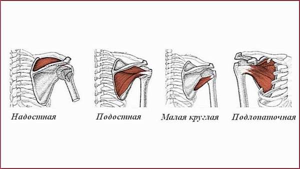 Ушиб сухожилия плечевой мышцы