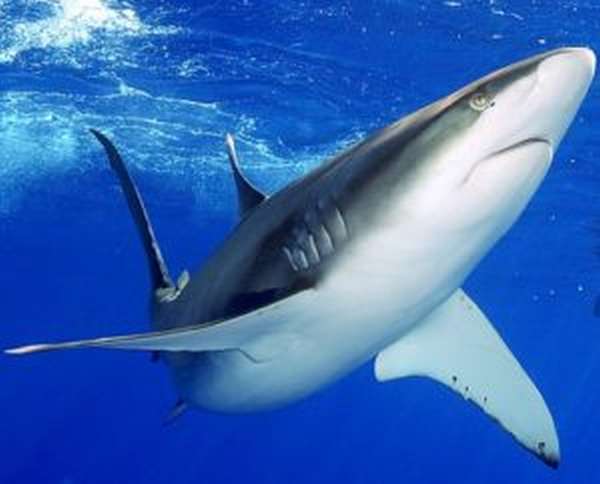 Чем полезен акулий жир