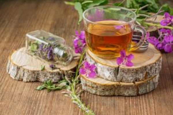 Иван-чай: польза и вред для здоровья, лечебные свойства, фото, применение