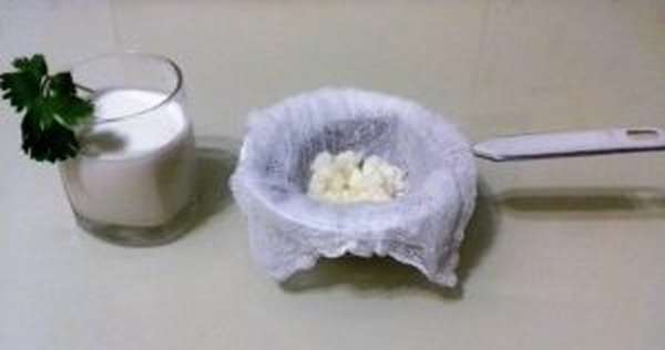Молочный гриб: полезные свойства, противопоказания, как ухаживать и употреблять