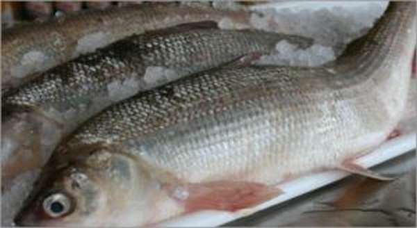 Рыба сиг: полезные свойства и приготовление