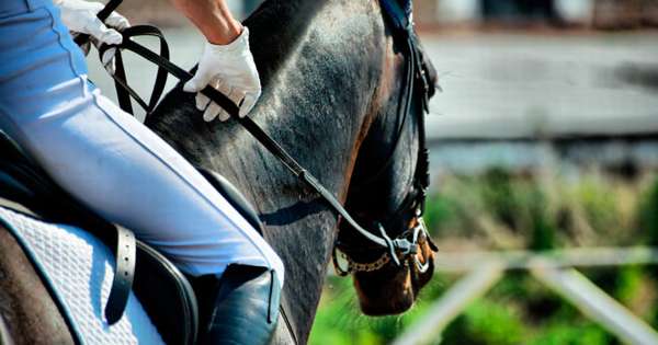 Польза и вред конного спорта, отзывы