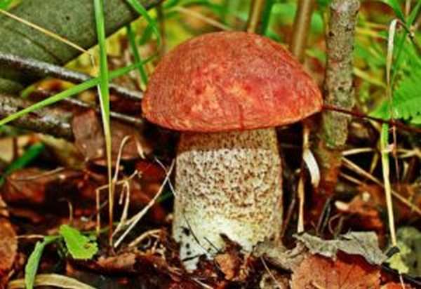 Чем полезны грибы химический состав грибов thumbnail