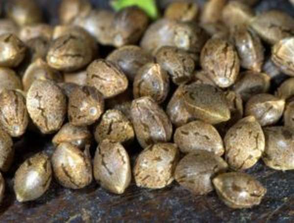 Семена конопли: польза и вред, как прорастить, как выглядят, фото
