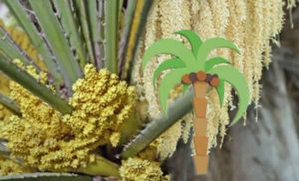 Пальмовая пыльца: полезные свойства и противопоказания