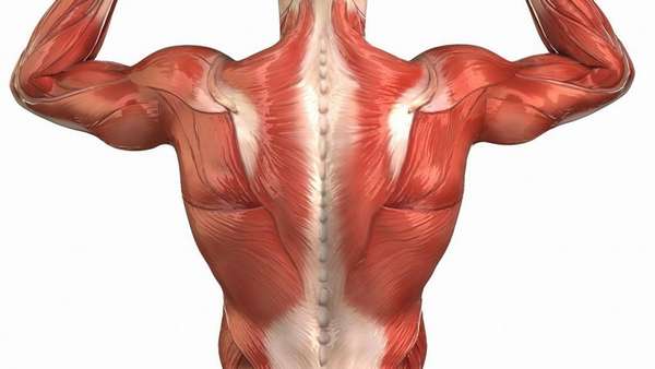 Поверхностным мышцам спины относится