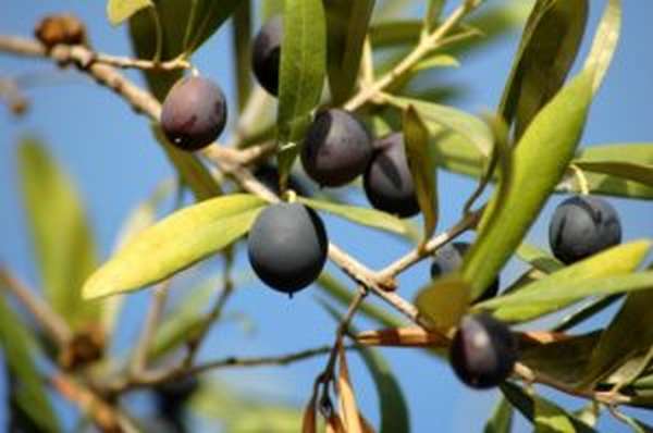 Чем полезны черные маслины