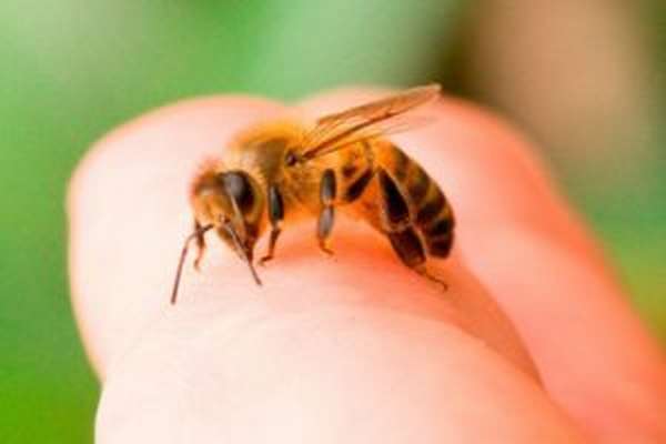 Пчелиный яд: польза и вред, что делать при укусе пчелы в домашних условиях