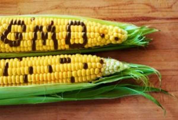 Чем опасно ГМО, что это такое, влияние на здоровье человека