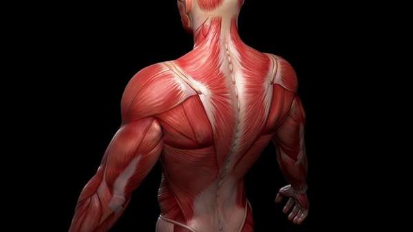 Положение глубоких мышц спины вдоль позвоночника