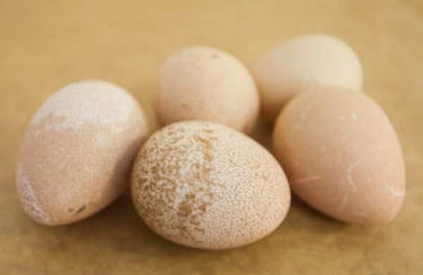 Фазаньи яйца: польза и вред