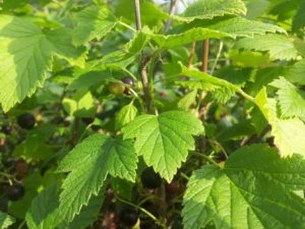 Листья смородины: полезные свойства и противопоказания