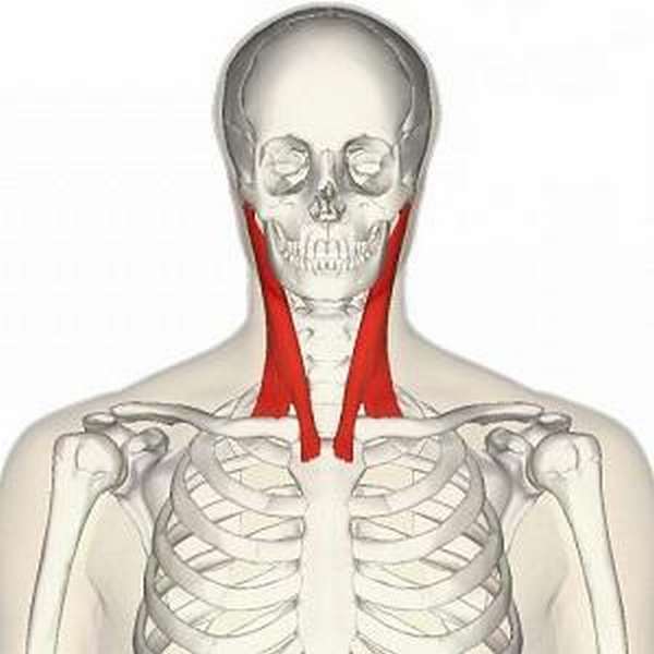 Болит грудино ключичная мышца шеи