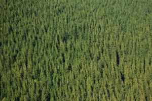 Какую пользу приносят хвойные леса