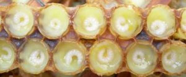 Пчелиное маточное молочко: польза и вред, применение, противопоказания