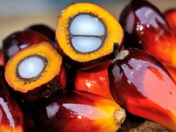 Чем вредно пальмовое масло, фото и отзывы