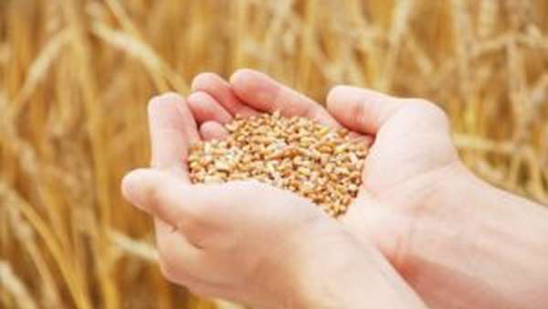 Проросшая пшеница: польза и вред, как принимать