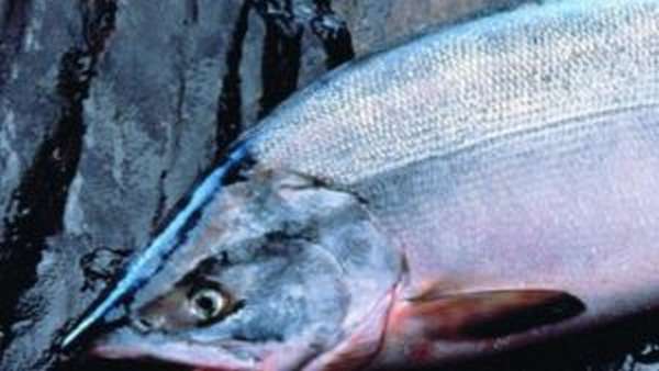 Чем полезен лосось и как его приготовить в домашних условиях