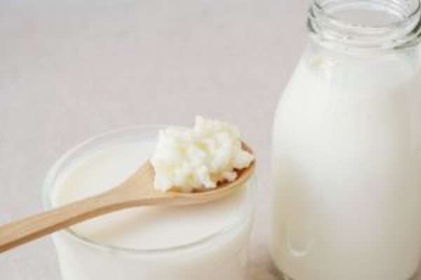 Молочный гриб: полезные свойства, противопоказания, как ухаживать и употреблять