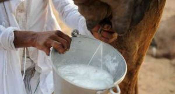 Чем полезно верблюжье молоко