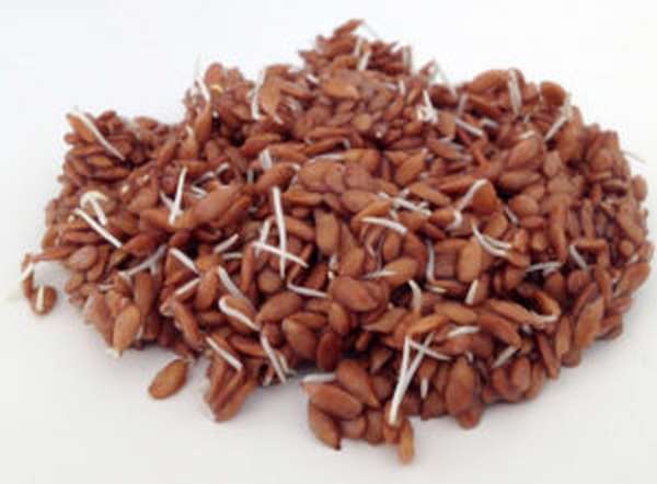Льняное семя: польза и вред, как употреблять