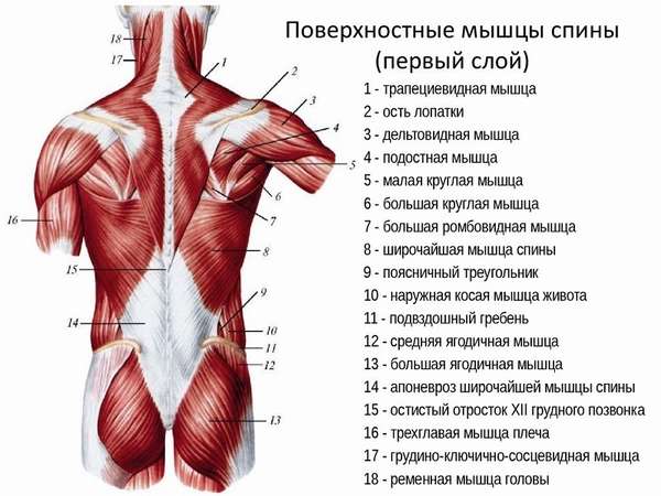 Где расположены мышцы спины