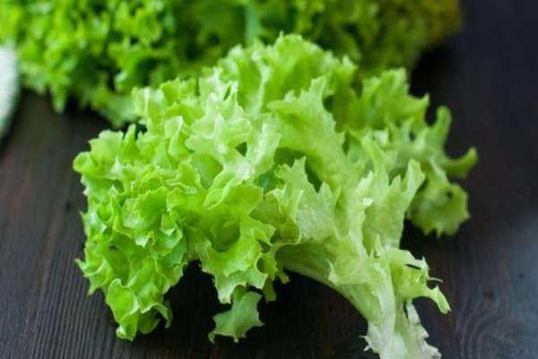 Польза и вред салата латук для здоровья