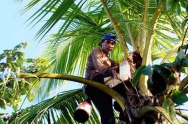 Польза и вред пальмового сахара