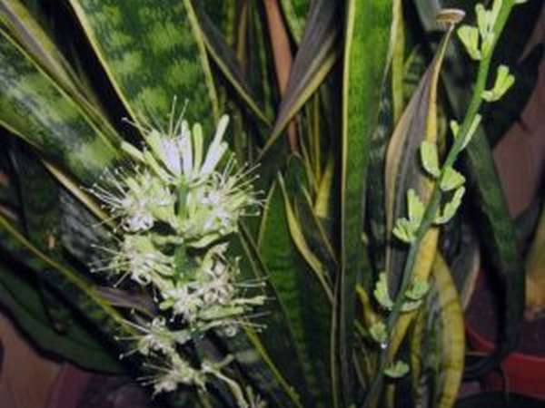 Цветок щучий хвост: полезные свойства, приметы и суеверия