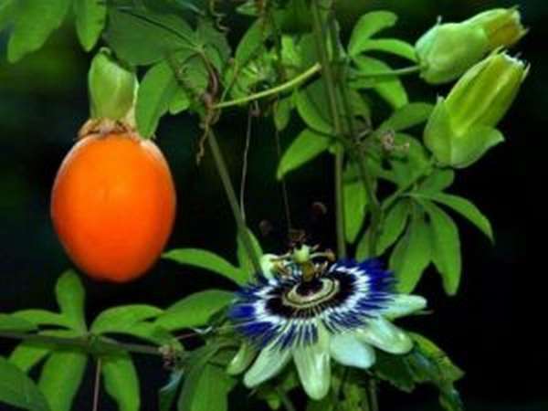 Маракуйя: польза и вред фрукта