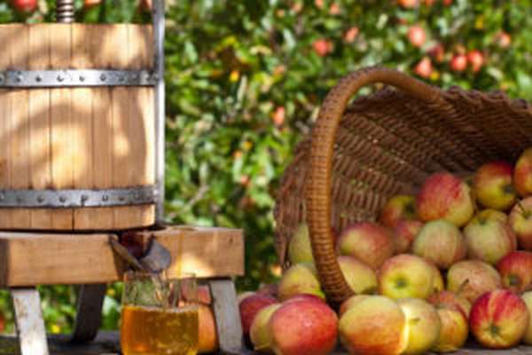 Чем полезен яблочный сидр и как его сделать в домашних условиях