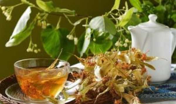 Липовый чай: полезные свойства и противопоказания, отзывы