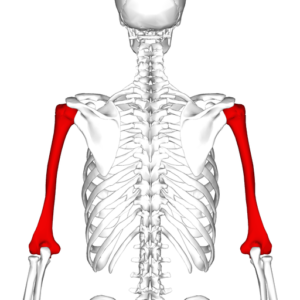 Открытый перелом плеча