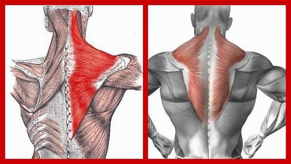 Если болят трапециевидные мышцы спины
