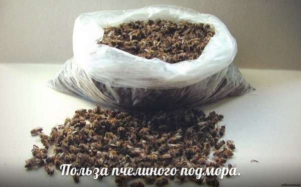 Пчелиный подмор: польза и вред, как принимать