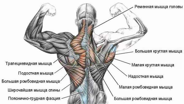 Положение глубоких мышц спины вдоль позвоночника