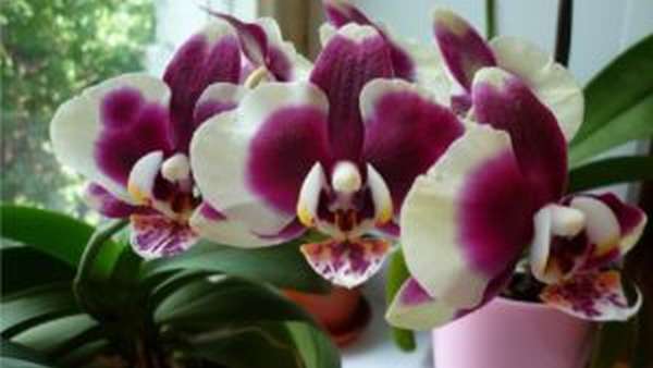 Вредны ли орхидеи, свойства, влияние на человека
