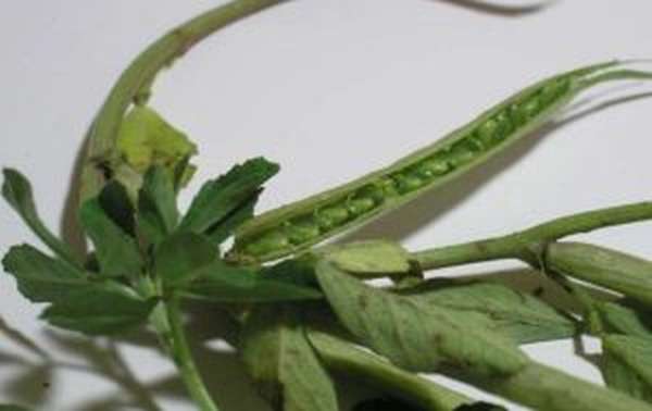 Пажитник (хельба): что это за растение, польза, лечебные свойства, фото