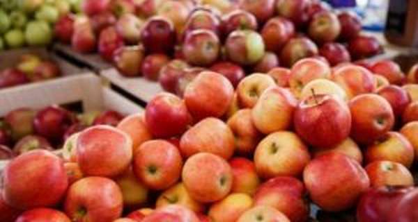 Чем полезны яблоки для организма, лечебные свойства и противопоказания