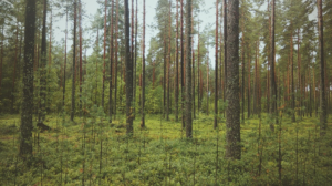 Какую пользу приносят хвойные леса