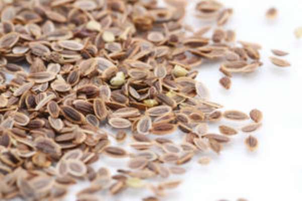 Семена укропа: полезные свойства, как заваривать и принимать