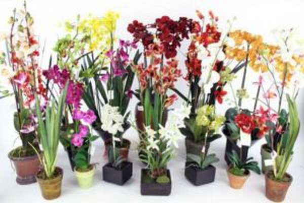 Вредны ли орхидеи, свойства, влияние на человека