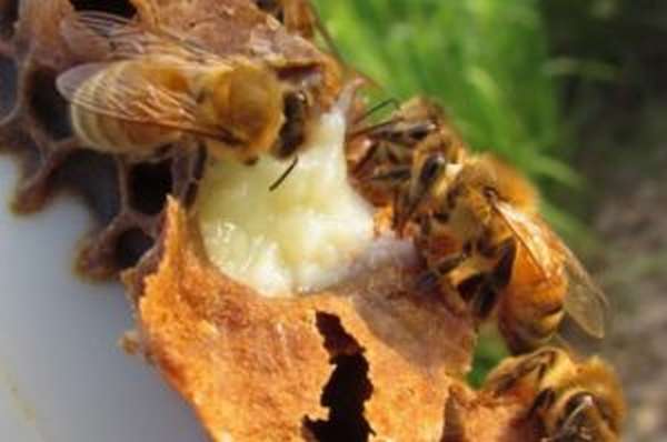 Пчелиное маточное молочко: польза и вред, применение, противопоказания