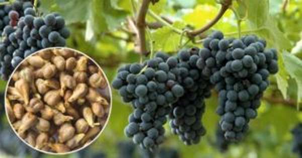 Полезные свойства виноградных косточек, можно ли их есть, противопоказания